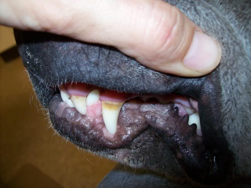 Dental Scaler, great way to clean teeth!! German Shepherd Dog Forums
